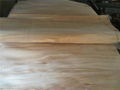  rotary cut natural wood veneer 2