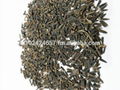 Centratherum anthelminticum Seeds 1