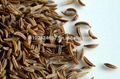 Caraway Seeds & Essential Oil