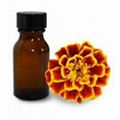 Tagetes Erecta Seeds & Oil 1