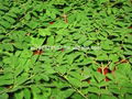 Moringa oleifera - Seeds, Leaves & Oil