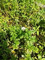 Bacopa Monnieri