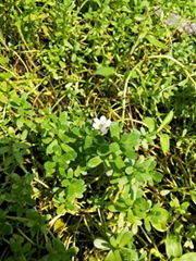 Bacopa Monnieri