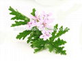 Geranium (Pelargonium Graveolens) Essential Oil 1