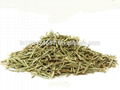 Rosemary - Rosmarinus Officinalis 1