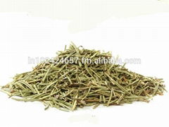 Rosemary - Rosmarinus Officinalis