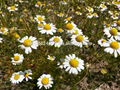 Chamomile (Matricaria Chamomilla) Seeds, Tea & Essential Oil