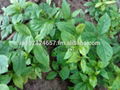 Andrographis Paniculata Seeds & Herbs 1