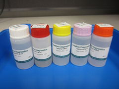 Endothelin-3 ELISA Kit