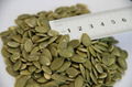 2014 New crop shine skin pumpkin seed kernel gradeAA