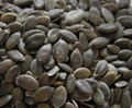 pumpkin seeds kernel grown without shell