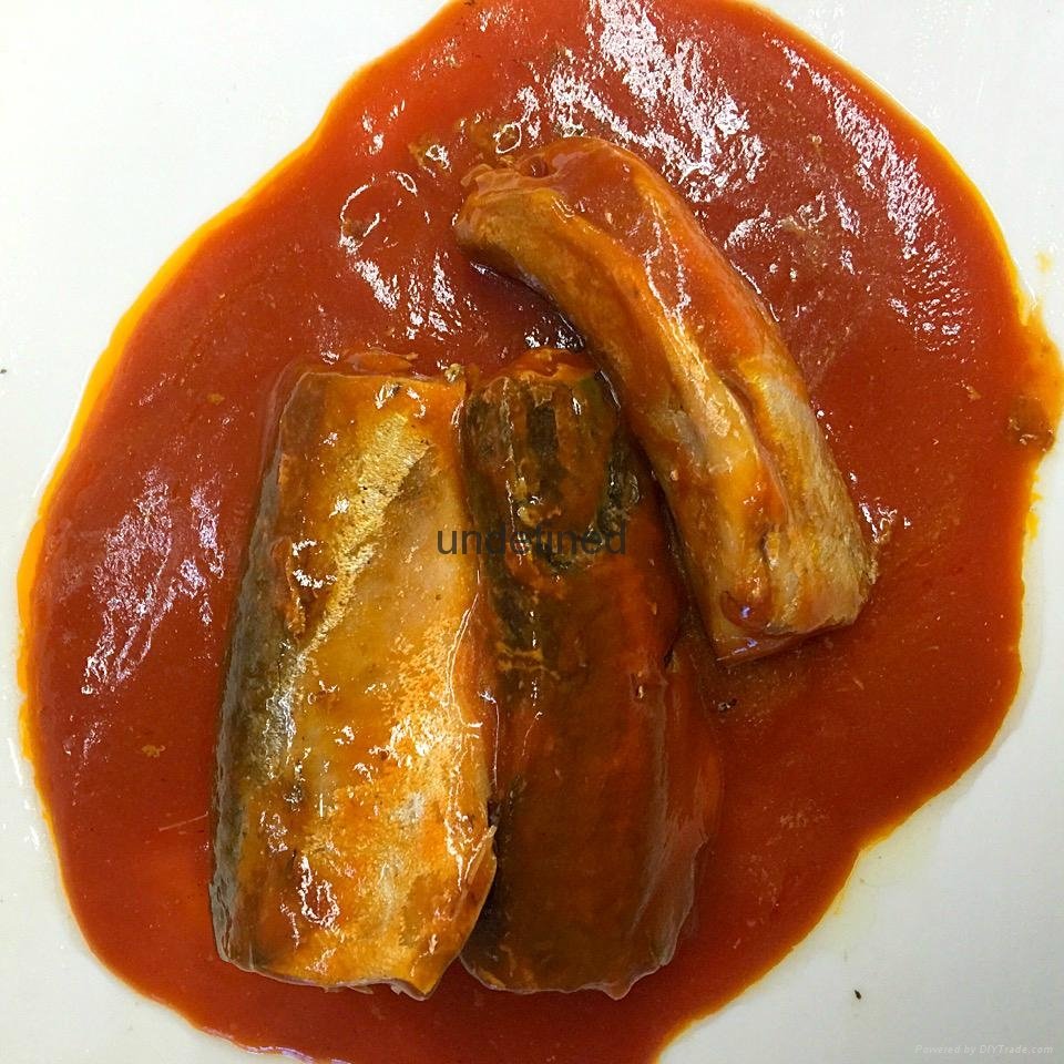 canned mackerel in tomato sauce 24X425g 4