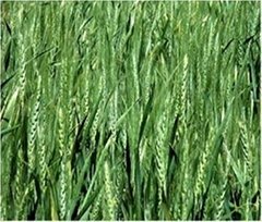 Wheat Seed Baldev