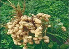 Groundnut Paras-mani Seeds