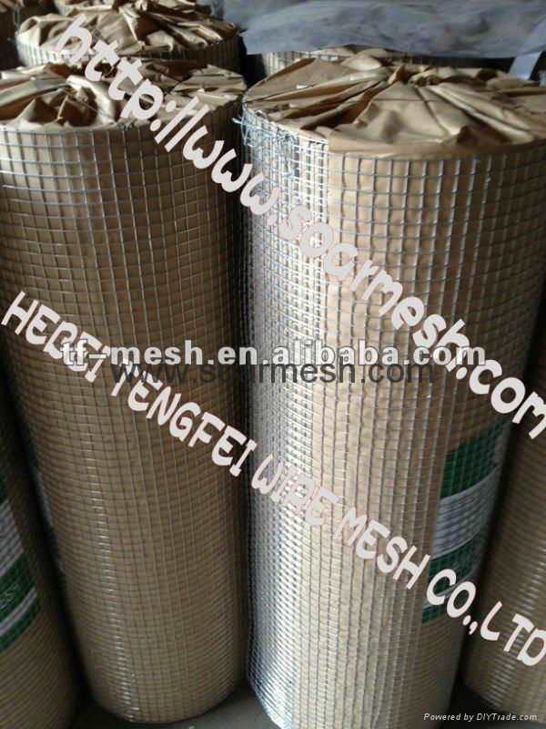 Galvanised Wire Netting (fencing, cages, plant support and protection ISO 9001) 5