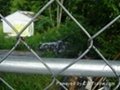 Galvanised Wire Chain Link Fencing ( 25 YEARS EXPERIENCES ISO 9001) 2