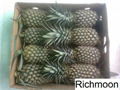 fresh pineapple 1