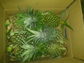 fresh pineapple 5