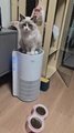 Air Purifier for Pet Industry  Remove Smell odor dander 