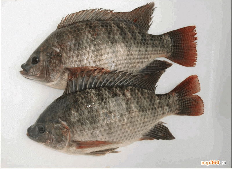 frozen tilapia whole round China