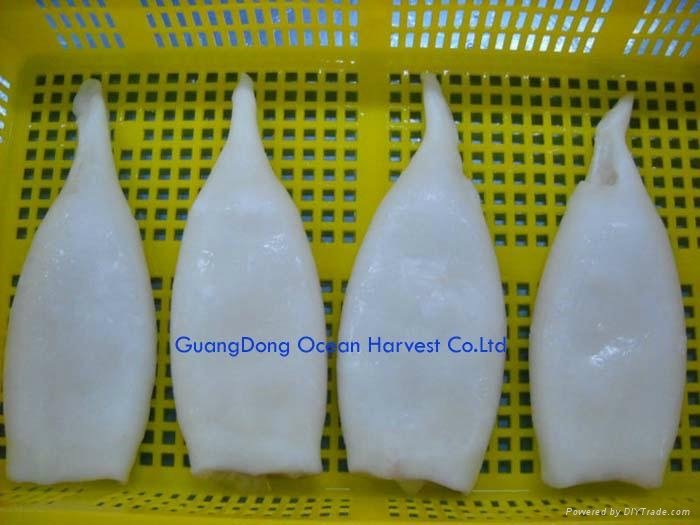 frozen squid tube China 2