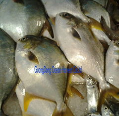 frozen golden pompano China