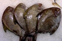 frozen black pomfret China