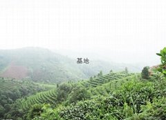 Shanghai Ming Yang Tea Industry Co.,Ltd