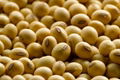 Soybean 1