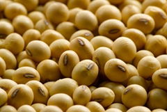 Soybean