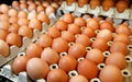  Quality Organic Fresh Chicken Table Eggs  2