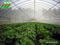 Tunnel greenhouse for tomato