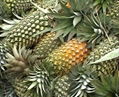 Fresh Pineapple 2
