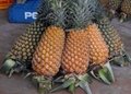 Fresh Pineapple 3