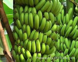 FRESH SWEET BANANA WITH BEST PRICE AND HIGH QUALITY 3