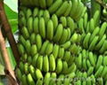 FRESH SWEET BANANA WITH BEST PRICE AND HIGH QUALITY 3