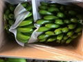 FRESH SWEET BANANA WITH BEST PRICE AND HIGH QUALITY 4