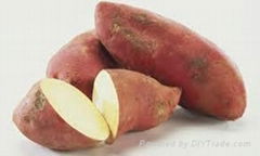 SWEET POTATO WITH THE BEST PRICE