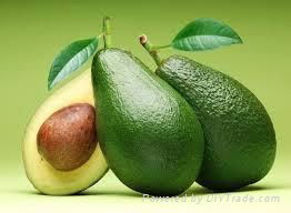 FRESH AVOCADO WITH BEST PRICE AND HIGH QUALITY