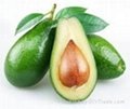 FRESH AVOCADO WITH BEST PRICE AND HIGH QUALITY 2