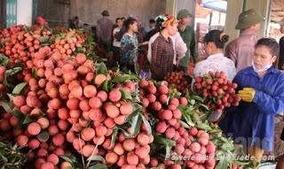 FRESH SWEET LYCHEE WITH BEST PRICE AND HIGH QUALITY 4