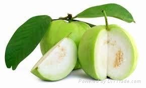 FRESH SWEET GUAVA WITH BEST PRICE FROM VIETNAM