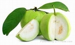 FRESH SWEET GUAVA WITH BEST PRICE FROM VIETNAM