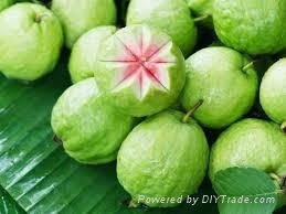FRESH SWEET GUAVA WITH BEST PRICE FROM VIETNAM 2