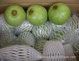 FRESH SWEET GUAVA WITH BEST PRICE FROM VIETNAM 4