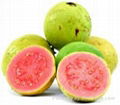 FRESH SWEET GUAVA WITH BEST PRICE FROM VIETNAM 3