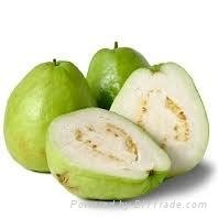 FRESH SWEET GUAVA WITH BEST PRICE FROM VIETNAM 5