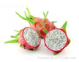 FRESH DRAGON FRUIT WITH BEST PRICE AND SWEET TASTE 3