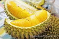 DURIAN WITH BEST PRICE AND SWEET TASTE