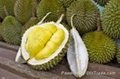 DURIAN WITH BEST PRICE AND SWEET TASTE  2